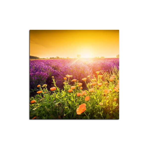 Obraz na plátně - Levandulové pole zalité sluncem - čtverec